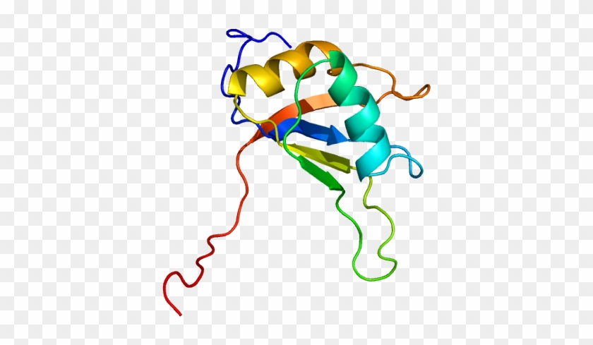 Structure Of The Cirbp Protein - Cirbp #533931