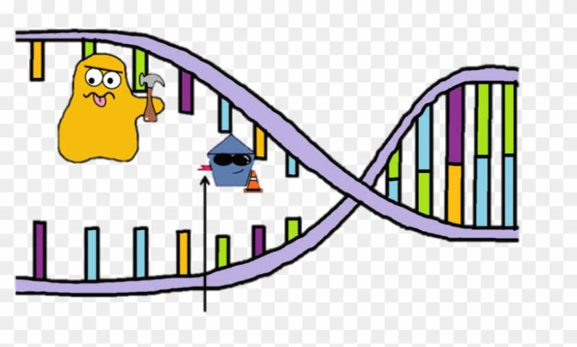 The Primers That Primase Lays Down Is Made Up Of Rna - The Primers That Primase Lays Down Is Made Up Of Rna #533938