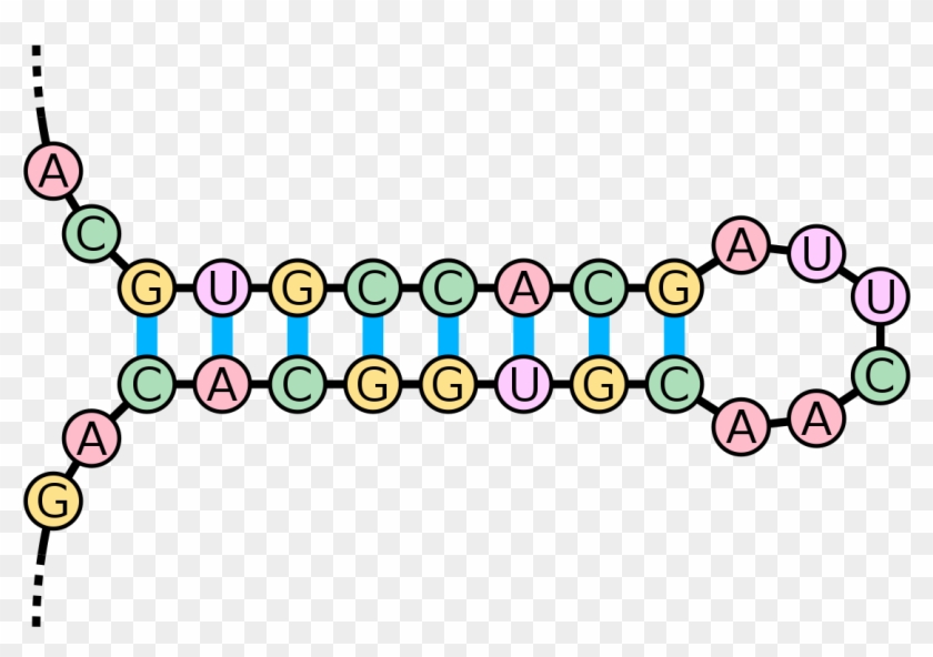 Stem Loop Rna #533998