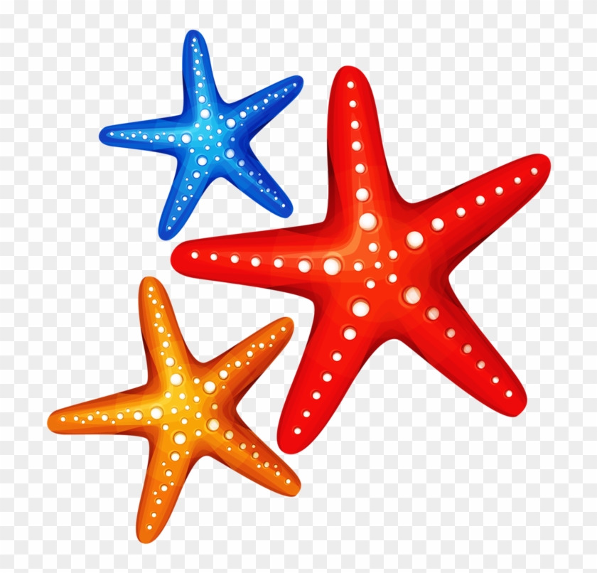 Cartoon Starfishbeach Clipartcartoon - Starfish Clipart Png #534019