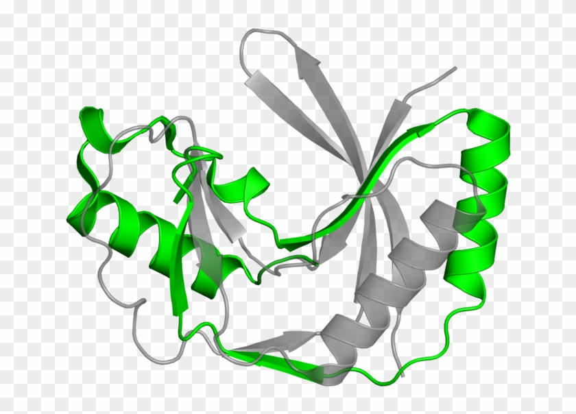 <div Class='caption-body'>1 Copy Of Pfam Domain - <div Class='caption-body'>1 Copy Of Pfam Domain #534040