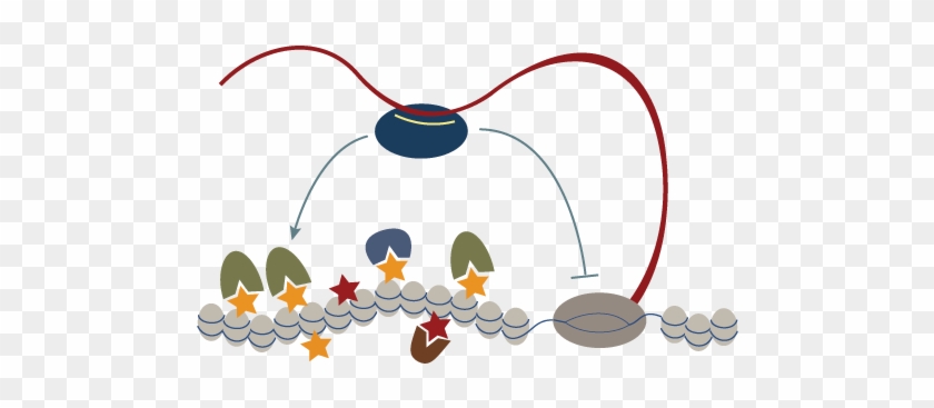 1) How The Pirna Pathway A Small Non-coding Rna Pathway - 1) How The Pirna Pathway A Small Non-coding Rna Pathway #534046