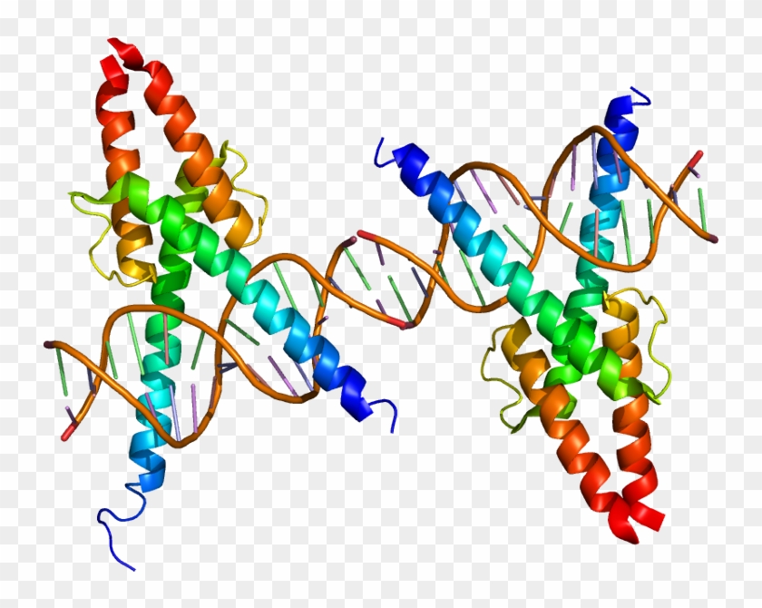 Transcription Factors - Transcription Factors #534054