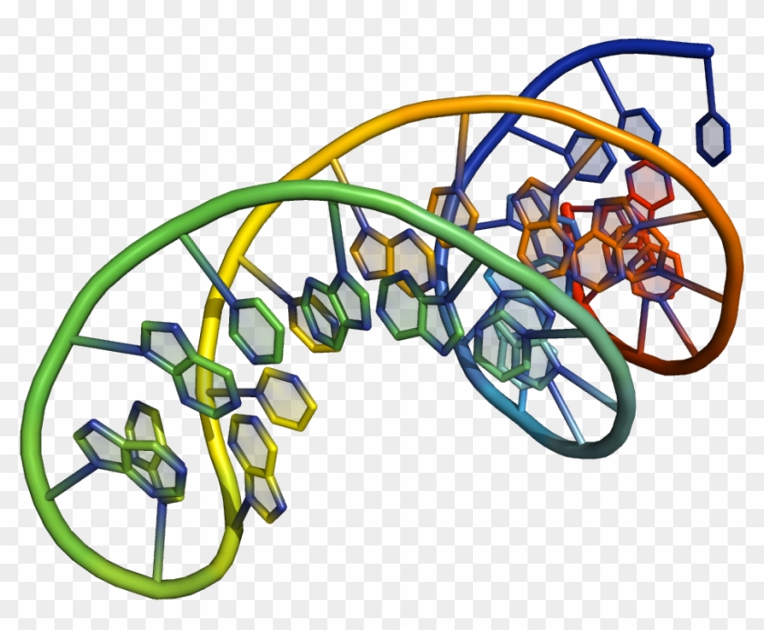 Rna Mediated - Synthetic Oligonucleotides #534058