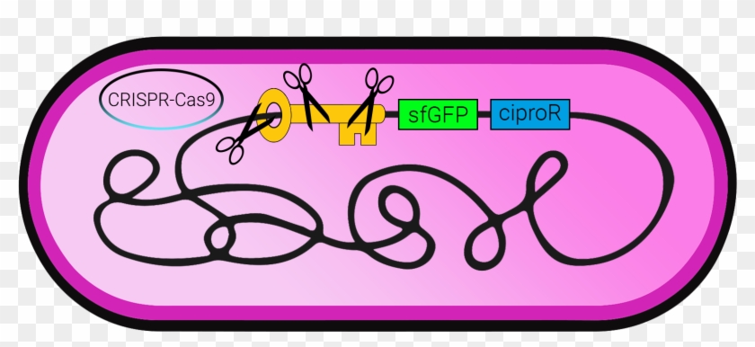 The Cas9 Endonuclease Is Targeted To Dna By A Guide - Fgm #534059