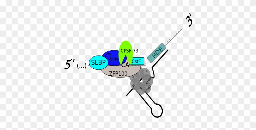 Histone Pre-mrna - Slbp - U7 Snrnp - Cstf - Cpsf - - Rna #534079