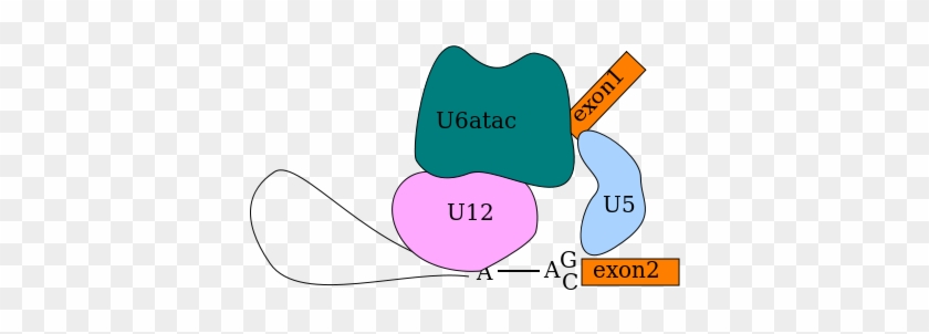 Atac C Complex With Lariat Containing 5'-end Cleaved - Atac C Complex With Lariat Containing 5'-end Cleaved #534094