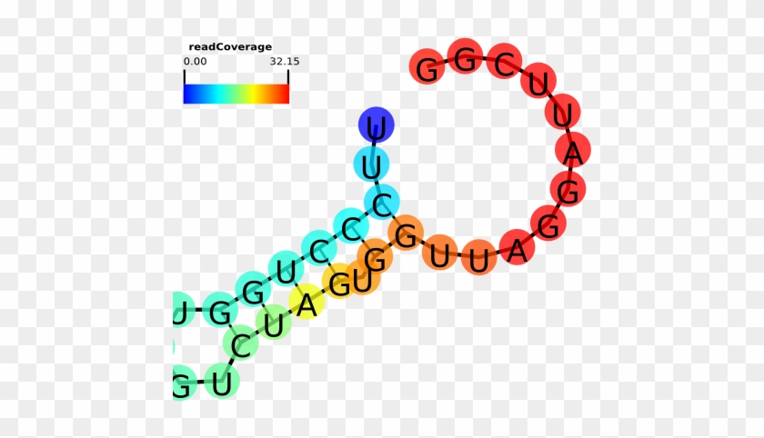 Rna Structure - Rna Structure #534097