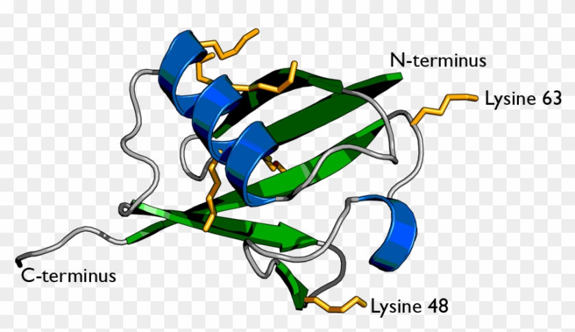 Targeting Soluble Proteins To Exosomes Using A Ubiquitin - Ubiquitin Structure #534100