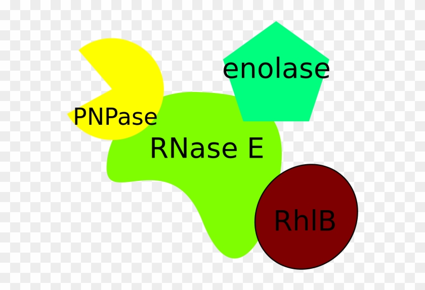 Degradosome From Escherichia Coli - Diagram #534102