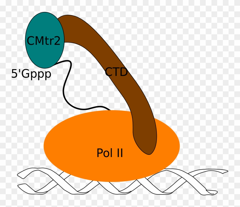 Mrna With Cap G And Methyltransferase In Homo Sapiens - Mrna With Cap G And Methyltransferase In Homo Sapiens #534105