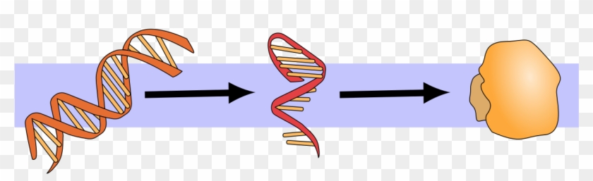 File - Molbio-header - Svg - Rna Translation Png #534110