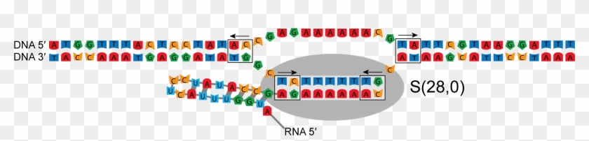 Basepairs May Need To Be Broken In Order For The Polymerase - Basepairs May Need To Be Broken In Order For The Polymerase #534136