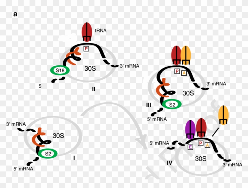 Simplified Scheme For Messenger Rna Motion On The Ribosome - Graphic Design #534188