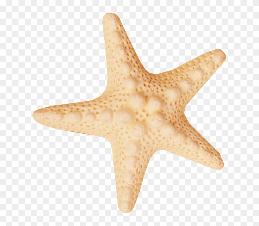 Starfish Sea Clip Art Starfish 631 652 Transprent Png - Starfish Sea Clip Art Starfish 631 652 Transprent Png #534243