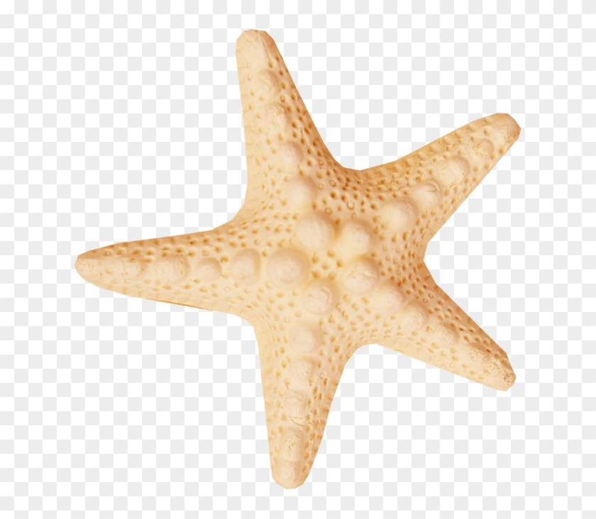Starfish Sea Clip Art Starfish 631 652 Transprent Png - Starfish Sea Clip Art Starfish 631 652 Transprent Png #534243
