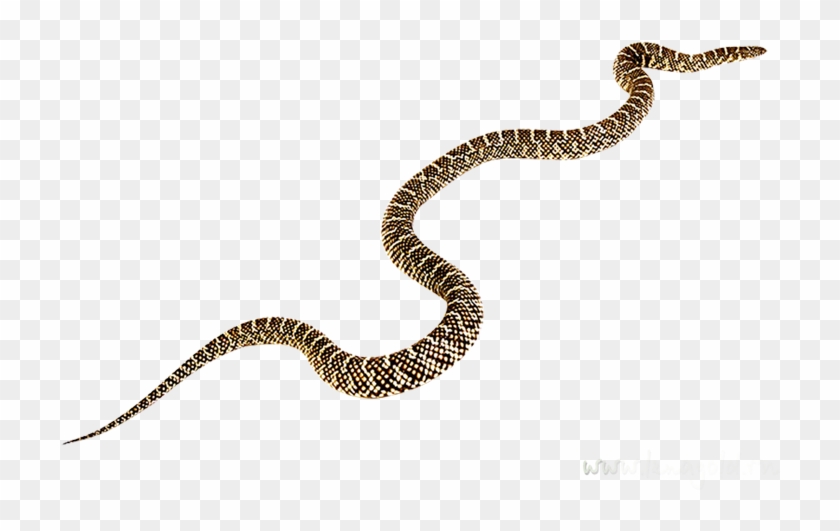 Rattlesnake Black Mamba Vipers Clip Art - Rattlesnake Black Mamba Vipers Clip Art #534318