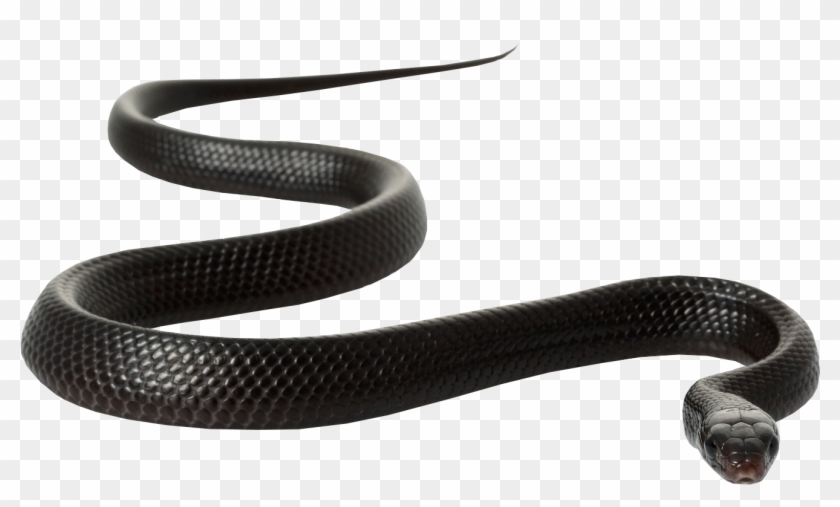 Black Rat Snake Clip Art - Ap & G Co Inc 2pk Rat/mou/snake Trap #534323