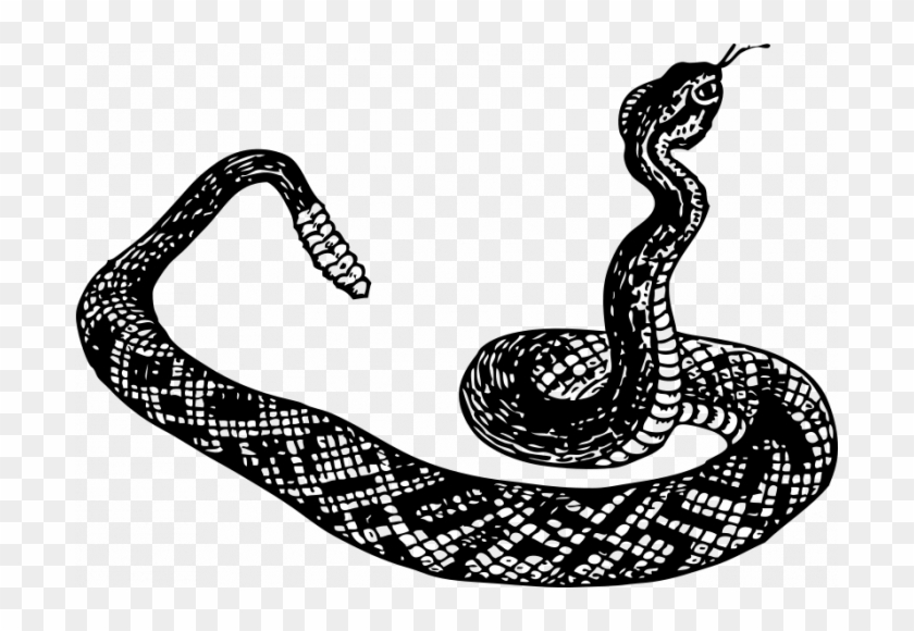 Clipart Info - Snake Image Black And White #534340
