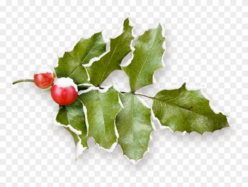 Common Holly Christmas Pomegranate Fruit - Common Holly Christmas Pomegranate Fruit #535453