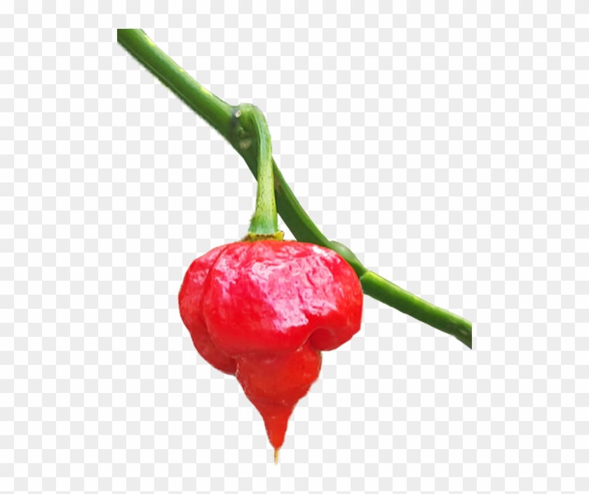 Trinidad Scorpion For Sale - Habanero Chili #536540