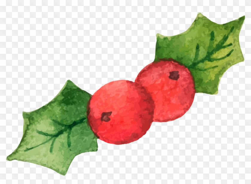 Common Holly Christmas Illustration - Common Holly Christmas Illustration #536999
