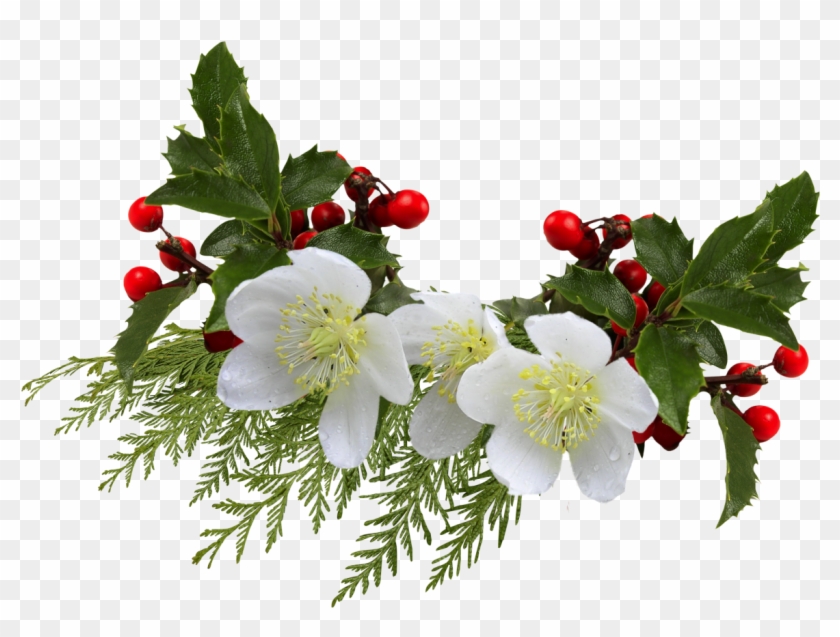 Cut Flowers Common Holly Clip Art - Cut Flowers Common Holly Clip Art #537175