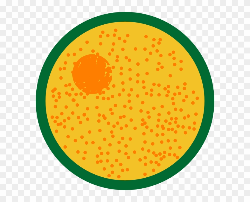Interphase Clipart #537558