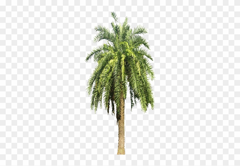 Date Palm Tree Png #538524