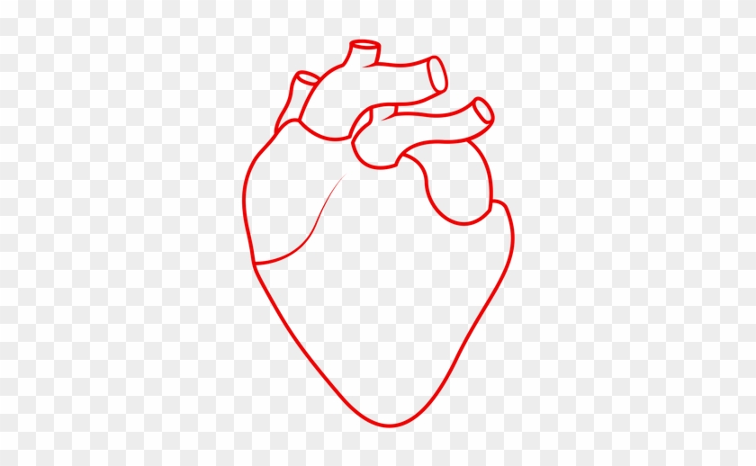 Sydney Heart Health Clinic Sydney Heart Health Clinic - Dessin Du Coeur Humain #538836