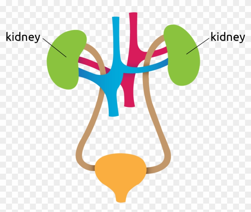 Diagram Of The Kidneys - Kidney Transplantation #538976