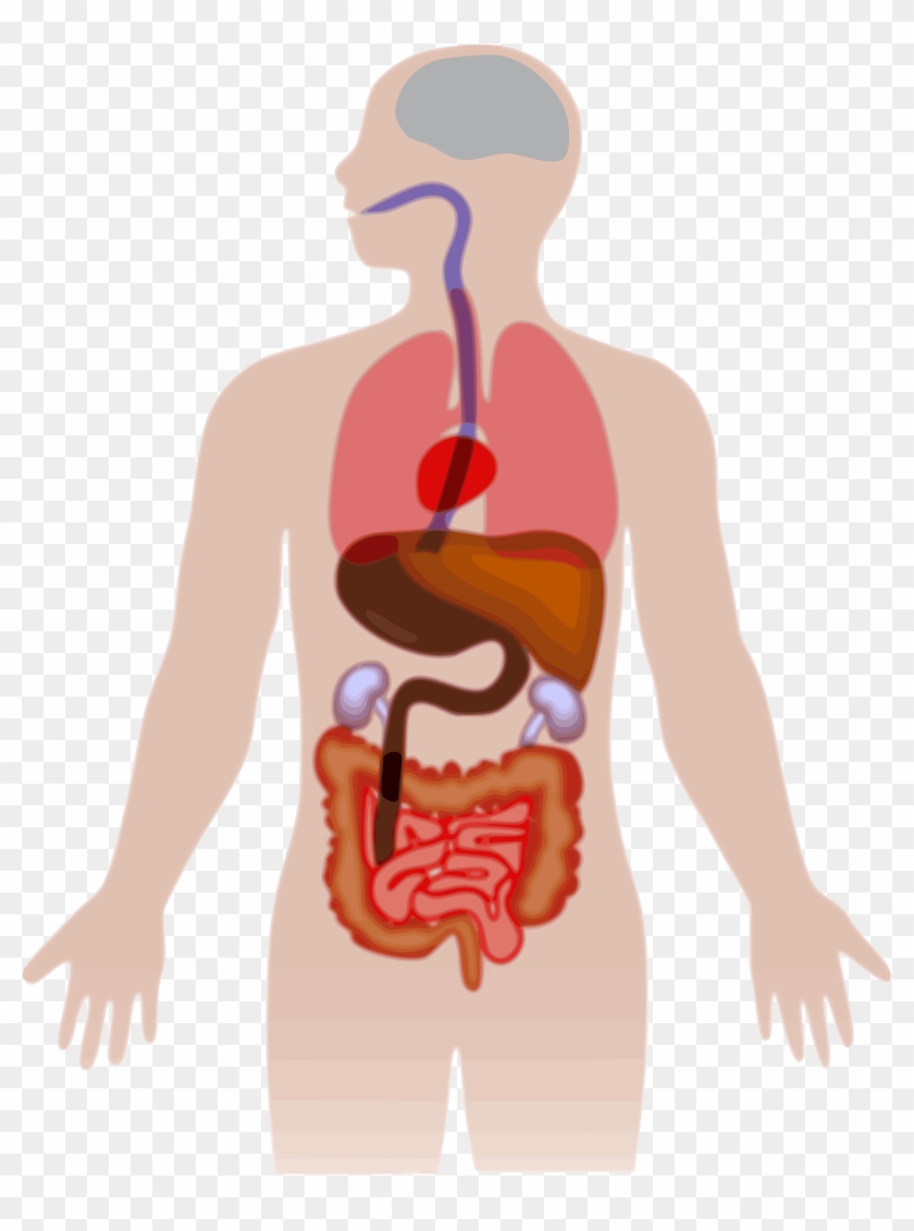 Human Body Silhouette Vector At Getdrawings Com Free Human Body Clipart Free Transparent Png Clipart Images Download