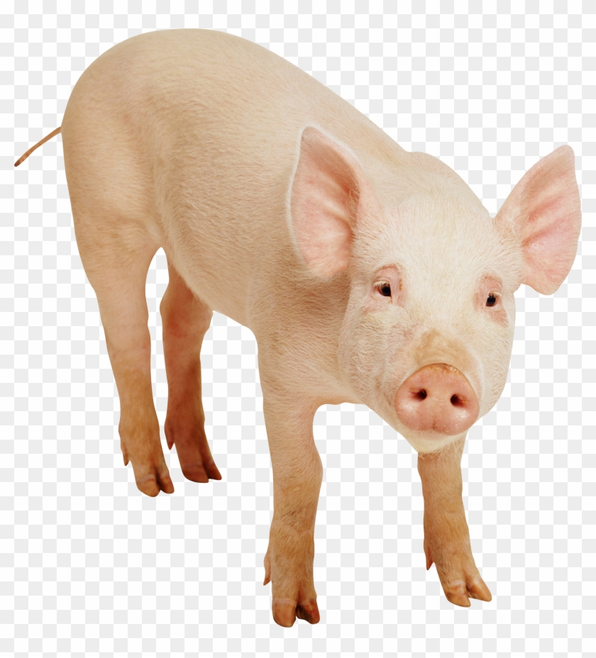 Pigs Png #539614