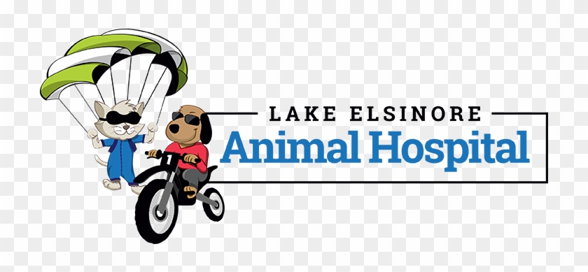 Lake Elsinore Animal Hospital - Lake Elsinore, California #539757