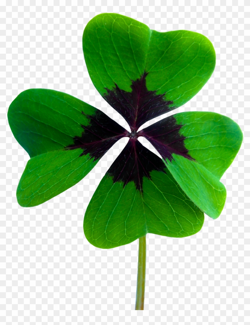 Luck Four Leaf Clover Png Image - Luck Four Leaf Clover Png Image #539868