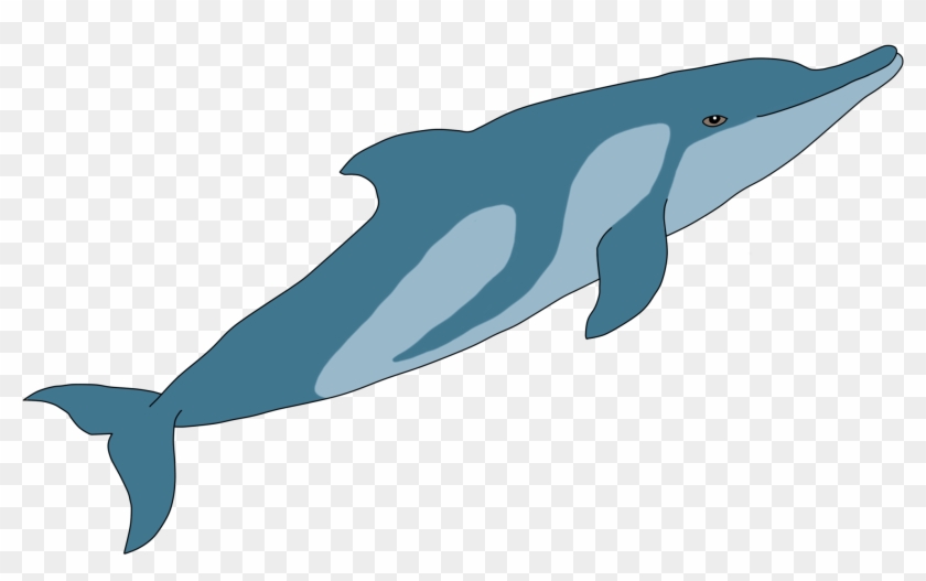 Old Drawing Of A Tucuxi - Whale #540708