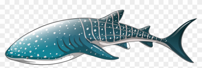 Whale Shark Vector #540711