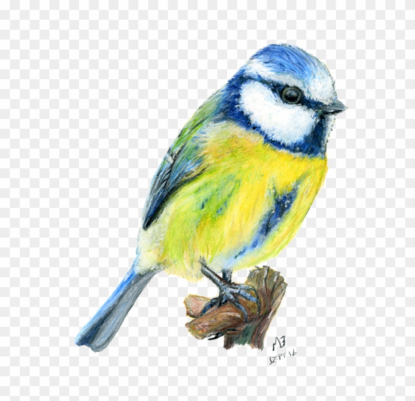 Blue Tit Garden Bird, Watercolour Pencil Drawing - Blue Tit Drawing #540756