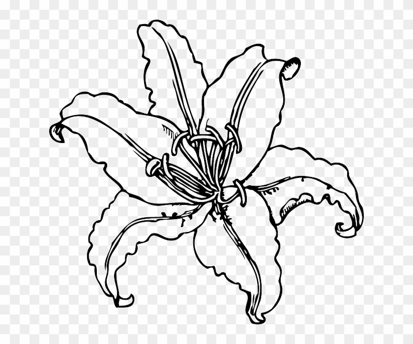 Free Easter Lily Clipart - Lily Clip Art #540788