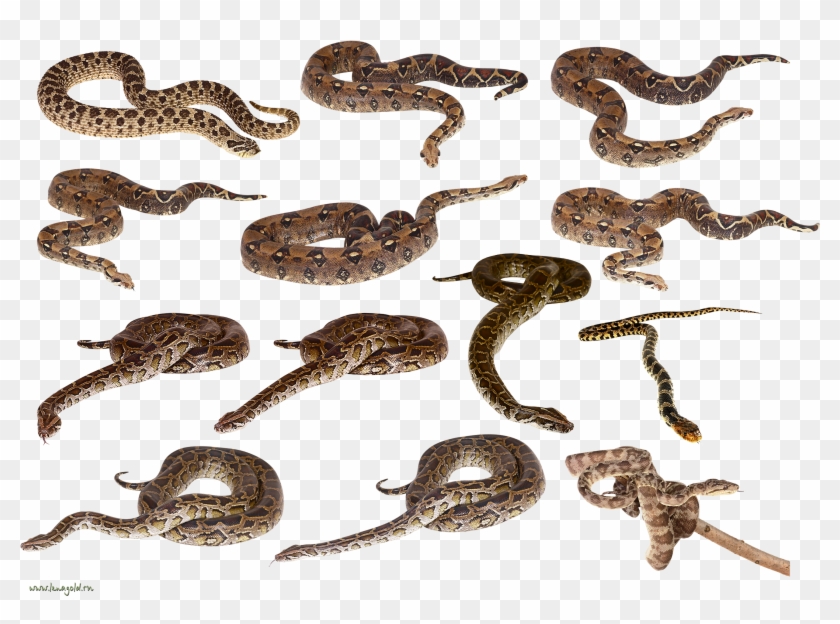 Snake 2 Clip Art - Snake Clip Art #540926