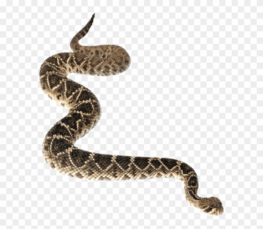 Graphic Design - Transparent Background Snake Transparent #540944