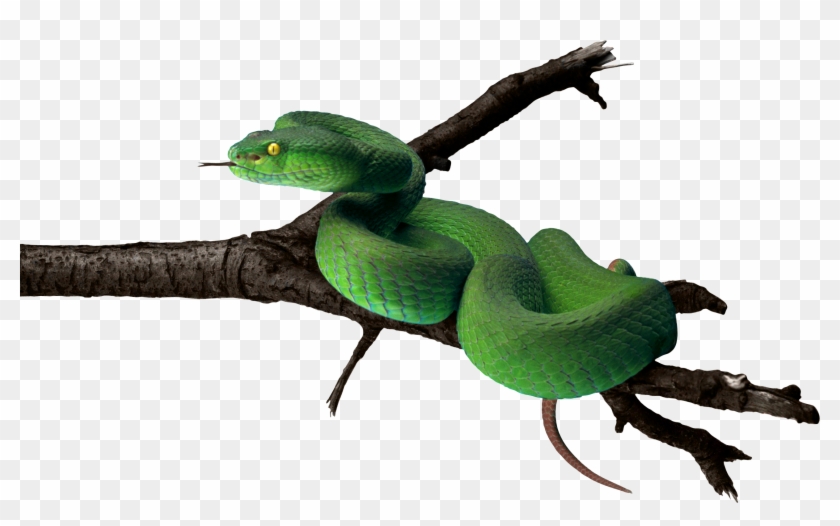 Tree Snake Clipart Snake Tongue - Green Snake Png #540955