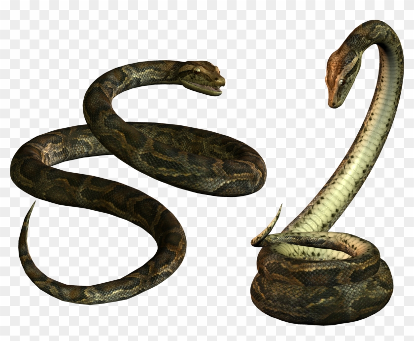 Yilan Resimleri Png Snake Clipart, Zehirli Yilanlar, - Snake Png #540960