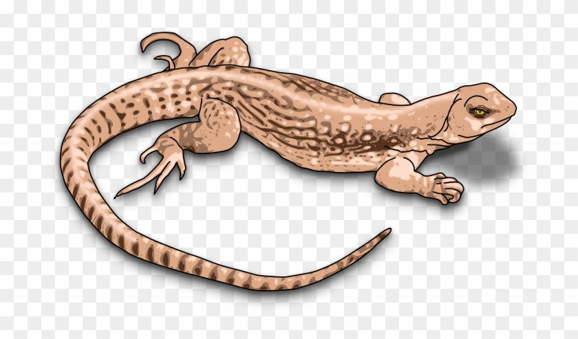 Brown Lizard Clipart - Lizard Images Clip Art #540959