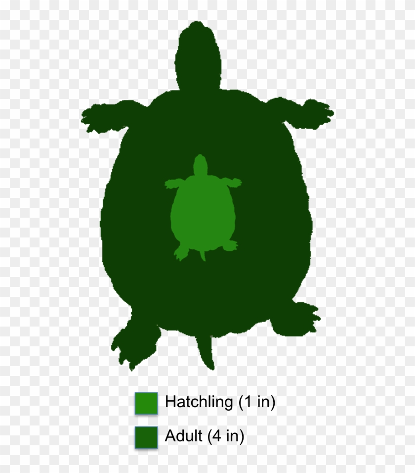 Mud Sea Turtle Clipart - Adult Bog Turtle #541019
