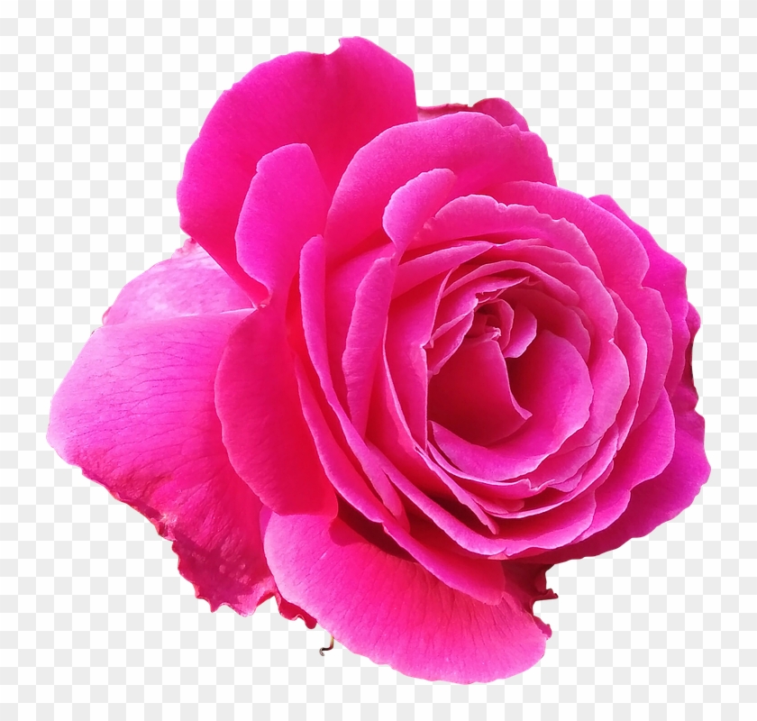 Rose Png 4, Buy Clip Art - Pink Rose Clip Art #541032