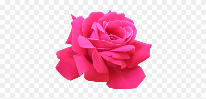 The Community For Graphics Enthusiasts - Pink Rose Flower Png #541033
