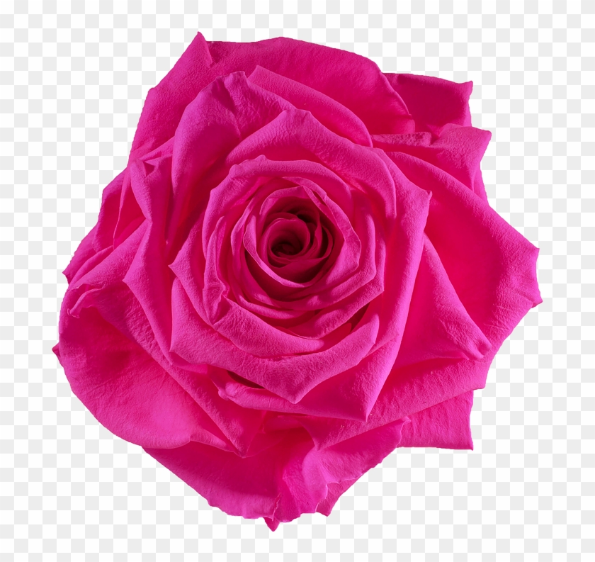 Pink Rose Clipart Png - Rose #541047