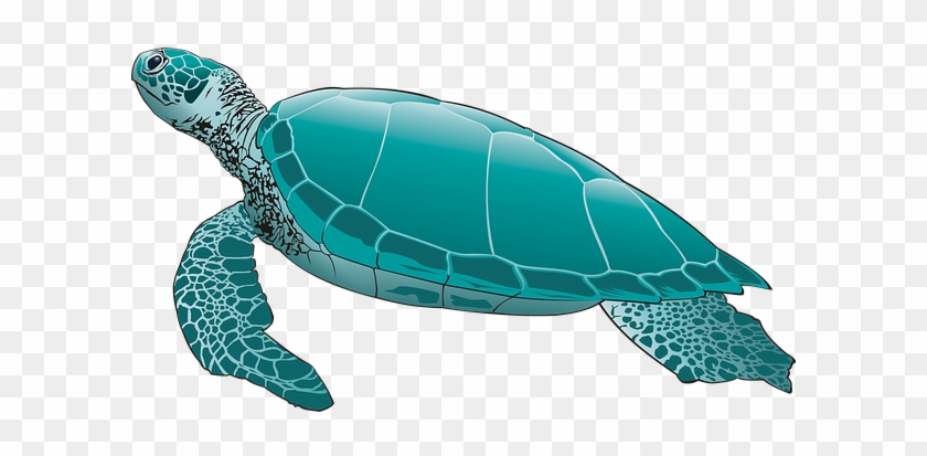 Sea Turtle, Green Turtle, Turtle - Green Turtle #541069