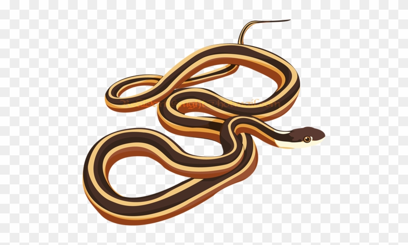 Ribbon Snake By Kreepingspawn - February 23 #541198